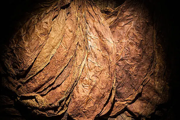 Overhead shot of finest tobacco as a background with a stream of light