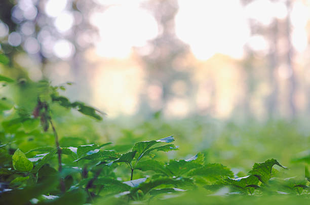 istock Forrested area with leaves in foreground macro 483124156