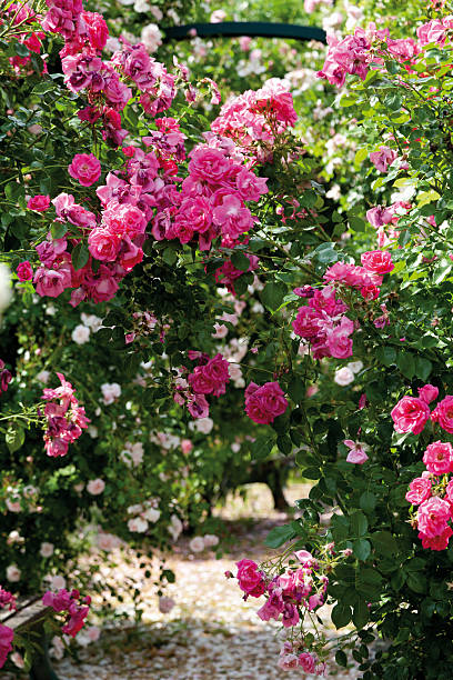 istock View of pink roses 483124590