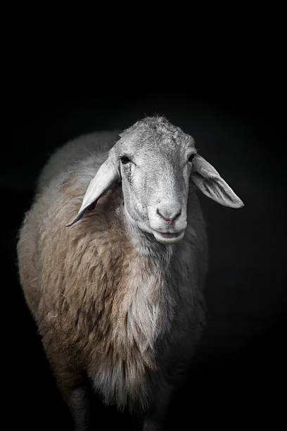 istock Sheep portrait on black background. 483127274