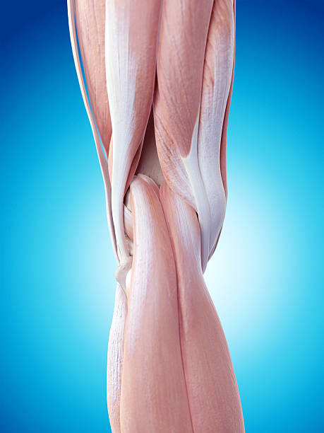 istock the knee anatomy 483128288