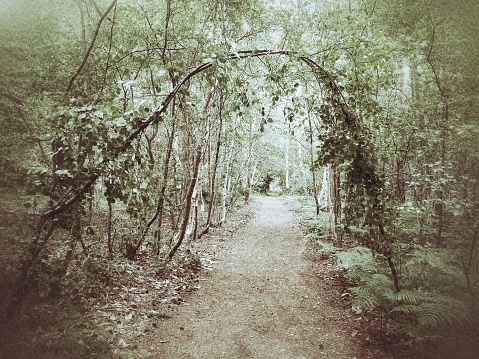 Trees curved and interlaced into an arch along the Sailor's Path between Snape and Aldeburgh, part of the longer Suffolk Coast Path in the Suffolk Coast and Heaths Area of Outstanding Natural Beauty. Captured on a July day on a Samsung Galaxy and edited in snapseed.