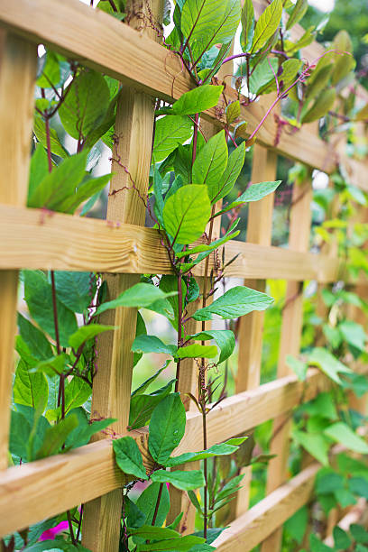 istock Loach grass on the wooden fence. 483128436