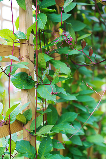 istock Loach grass on the wooden fence. 483128442