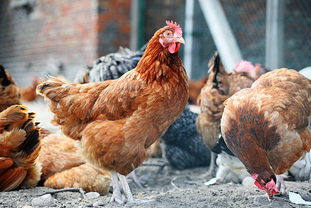 istock Chickens on traditional free range poultry farm 483129044