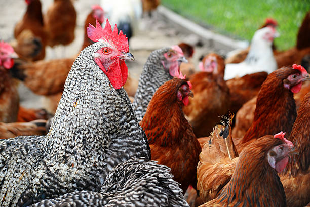 istock Chickens on traditional free range poultry farm 483129056