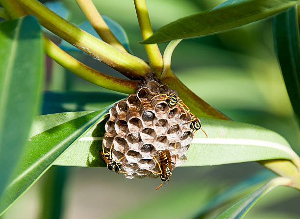 istock swarm of wasps 483129684