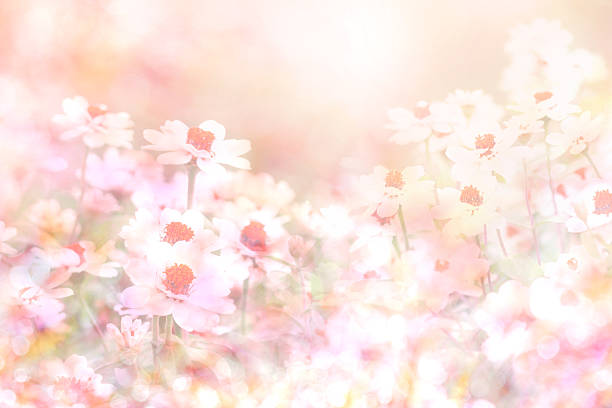 istock abstract soft sweet pink flower background from daisy flowers 483130128