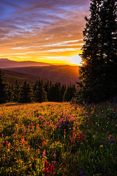 istock Sunset and Wildflowers in Mountain Meadow 483130150