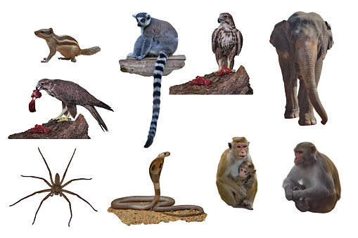 Animals from the zoo on a white background set separately