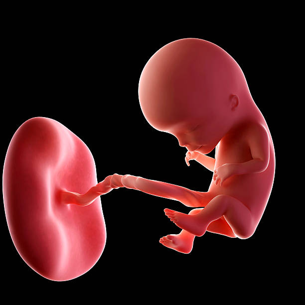 fetus week 12 stock photo