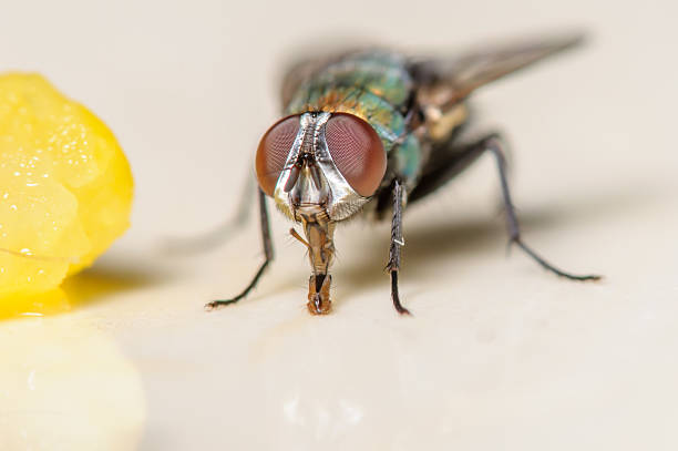 istock Common House Fly next to a Piece of Corn 483132921