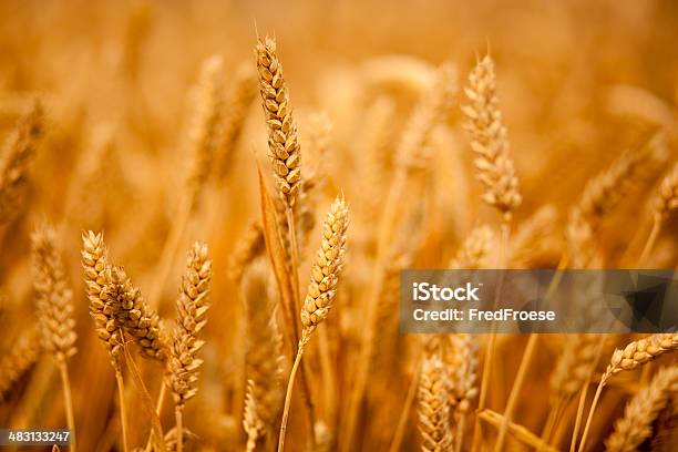 Trigo Foto de stock y más banco de imágenes de Agricultura - Agricultura, Aire libre, Amarillo - Color