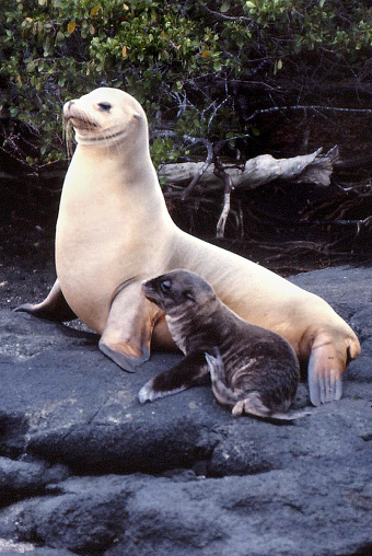 Galapagos Island seal with her newborn calf.