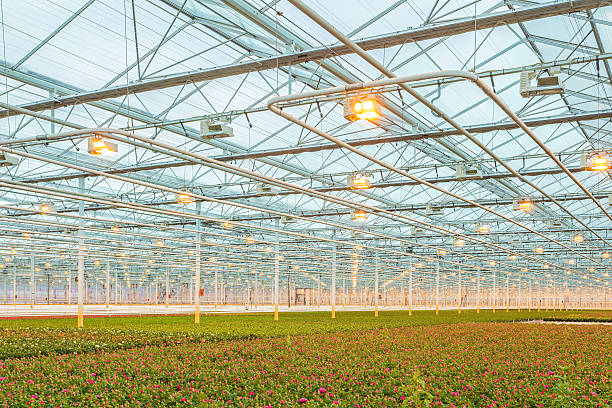 istock Pink roses in a Dutch greenhouse 483134008