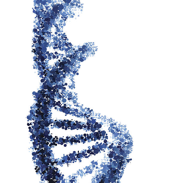 ilustrações de stock, clip art, desenhos animados e ícones de hélice de adn vector isolado em fundo branco - dna helix helix model symmetry