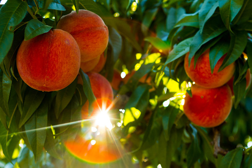 Juicy red peaches on the tree in an orchard.