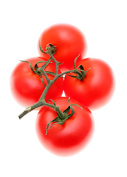 istock branch of cherry tomatoes 483134431