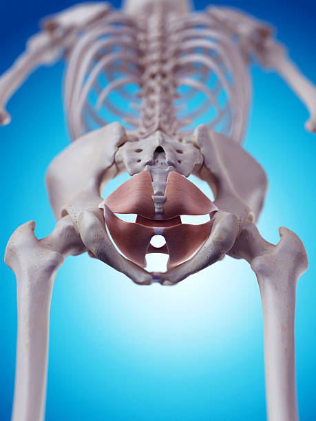 istock the pelvic floor muscles 483134492