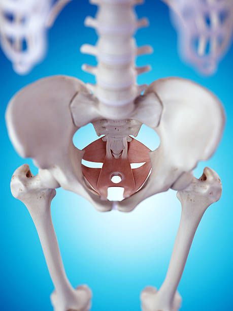 the pelvic floor muscles