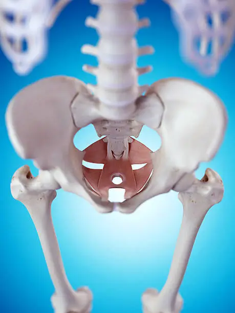 Photo of the pelvic floor muscles