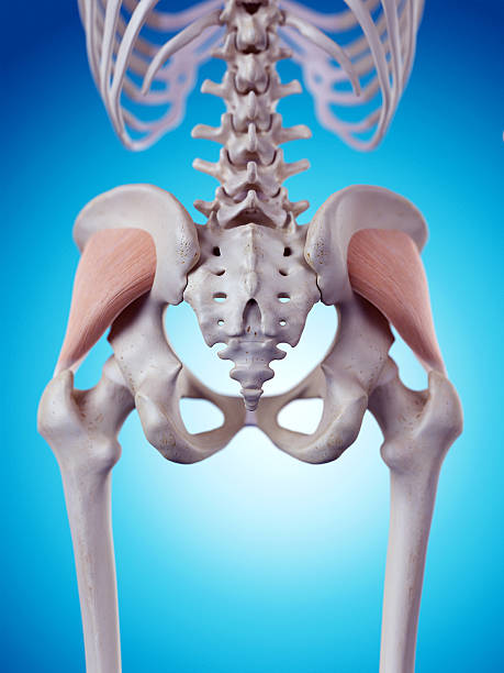 istock the gluteus minimus 483134498