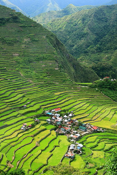 terrazze di riso di cordilleras delle filippine - ifugao foto e immagini stock