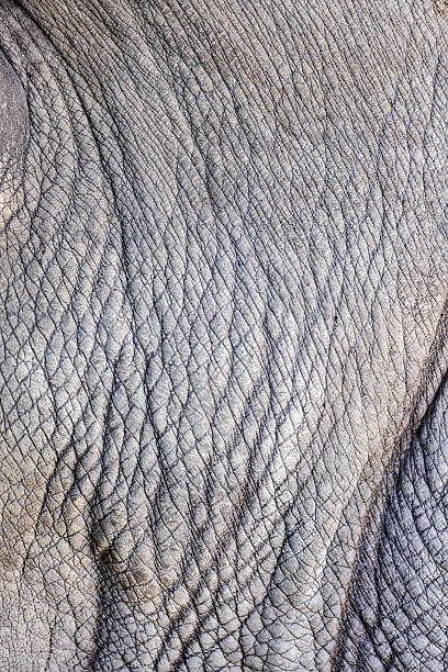 istock Texture of Rhinoceros 483135594