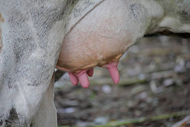 istock close-up of a cow udder 483135662