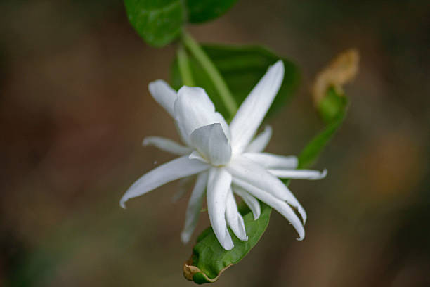 istock Arabian Jasmine, Belle of India 483135664