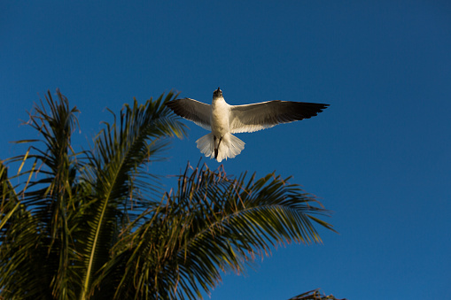 Sea bird flying solo near a palm tree