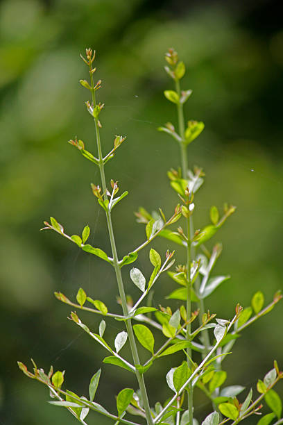 istock Henna, Lawsonia inermis 483135814
