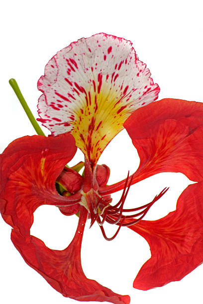 istock Flower of Delonix regia 483135816