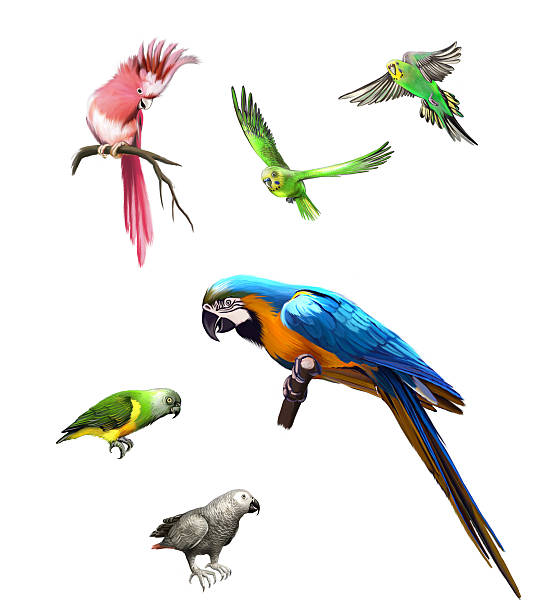 istock Pink, Gray and green parrot, macaw, Budgerigar 483136201