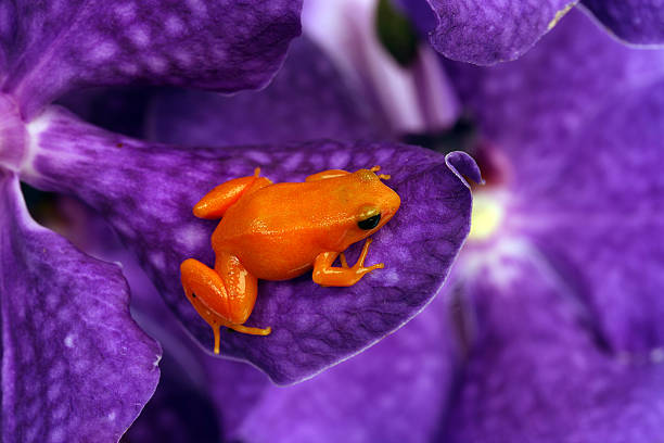 Red frog on orchid. stock photo