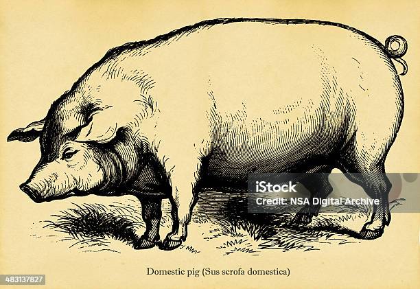 Cochon Domestique Vecteurs libres de droits et plus d'images vectorielles de Porc - Mammifère ongulé - Porc - Mammifère ongulé, D'autrefois, Style rétro