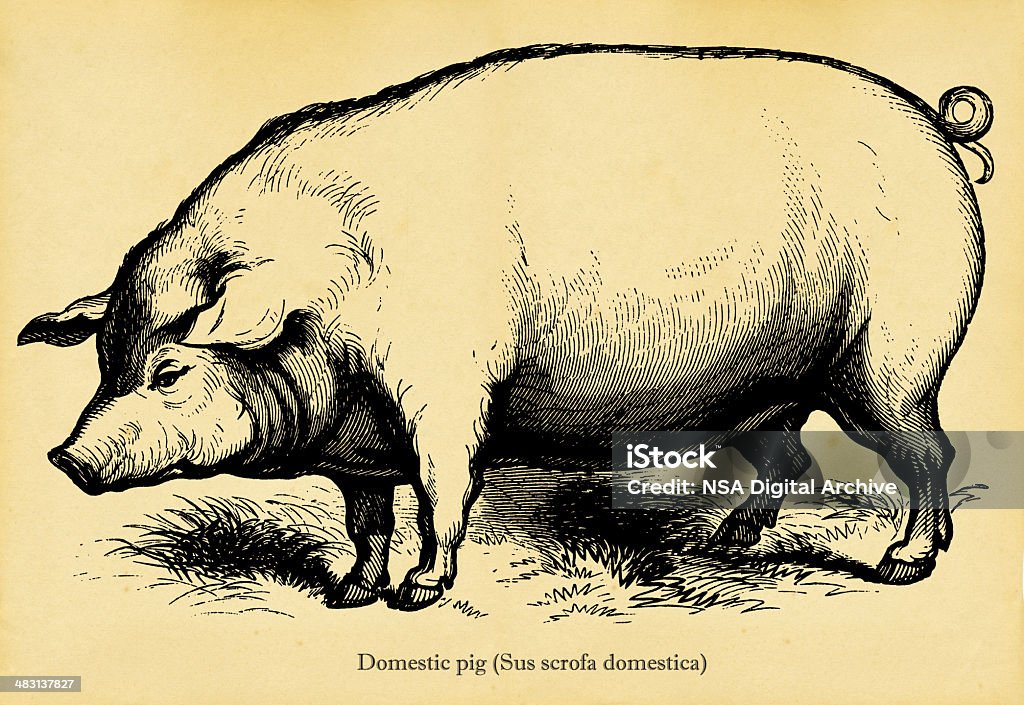 Домашняя свинья - Стоковые иллюстрации Свинья - Копытное животное роялти-фри