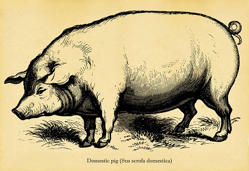 XIX century illustration of a domestic pig. Photo by N. Staykov (2007)