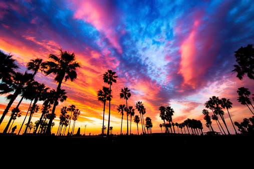 Silhouette of palm trees on Venice Beach after sunset.