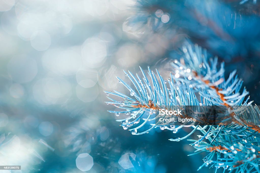 Sapin de Noël - Photo de Hiver libre de droits