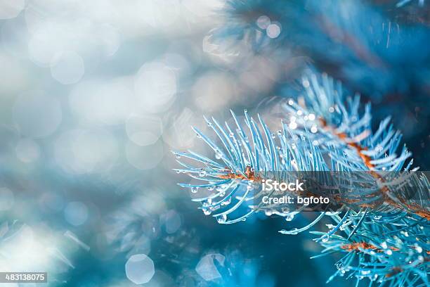 Photo libre de droit de Sapin De Noël banque d'images et plus d'images libres de droit de Hiver - Hiver, Macrophotographie, Nature