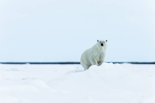 niedźwiedź polarny chodzić na kra lodowa w otoczeniu woda - polar bear global warming ice bear zdjęcia i obrazy z banku zdjęć