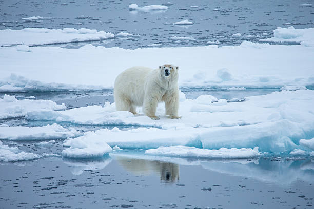 istock Polar bear walking on ice floe surrounded by water 483138336