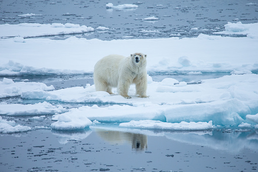 Polar bear is walking on a small ice floe surrounded by water and ice. Symbolic for climate situation in the arctic. Copy- space.