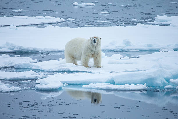 niedźwiedź polarny chodzić na kra lodowa w otoczeniu woda - polar bear global warming ice bear zdjęcia i obrazy z banku zdjęć