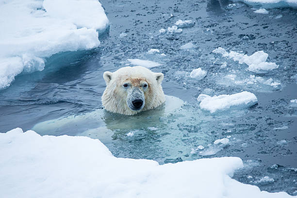 istock Polar bear swimming between an ice floe 483138344