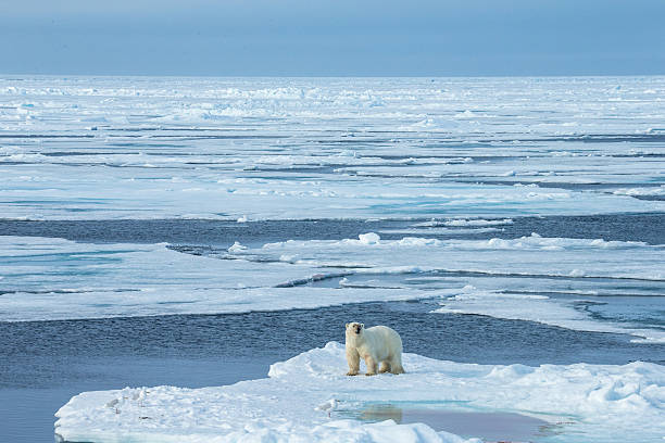 istock Polar bear standing on ice floe surrounded by water 483138348