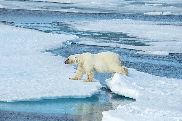 istock Polar bear walking on ice floe surrounded by water 483138350
