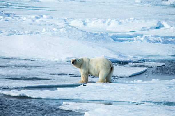 istock Polar bear standing on ice floe surrounded by water 483138352