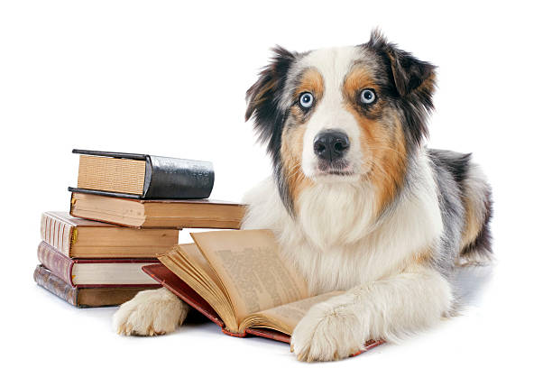 istock australian shepherd and books 483138589